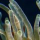 LANDMARK 50 REEFS