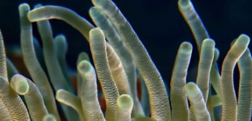 LANDMARK 50 REEFS
