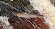 NEW JOINT AGREEMENT TO SUPPORT WILD SALMON CONSERVATION
