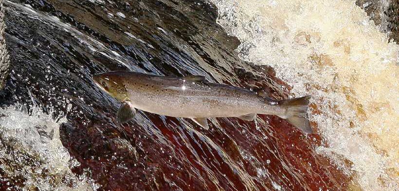 NEW JOINT AGREEMENT TO SUPPORT WILD SALMON CONSERVATION