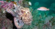 OCTOPUS BLOOM