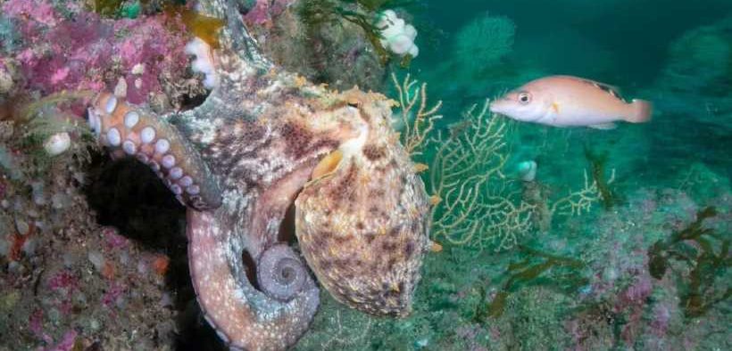OCTOPUS BLOOM