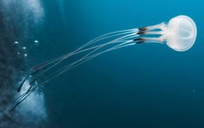 PML SCIENTISTS CONTRIBUTE TO UN OCEAN ASSESSMENT