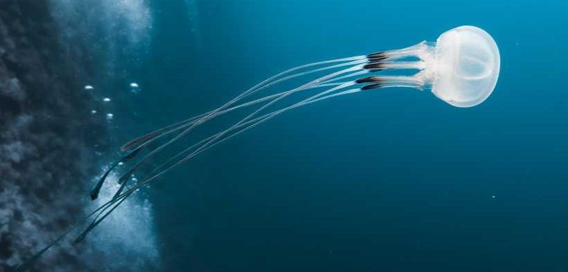 PML SCIENTISTS CONTRIBUTE TO UN OCEAN ASSESSMENT