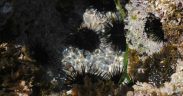 PROTECTED SCOTTISH SEABED SHOWS SIGNS OF RECOVERY