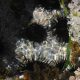 PROTECTED SCOTTISH SEABED SHOWS SIGNS OF RECOVERY