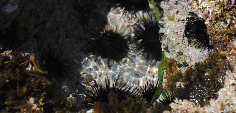 PROTECTED SCOTTISH SEABED SHOWS SIGNS OF RECOVERY