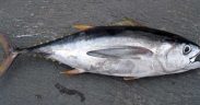 RECAPTURE OF A BIGEYE TUNA TAGGED ALMOST TEN YEARS AGO