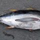 RECAPTURE OF A BIGEYE TUNA TAGGED ALMOST TEN YEARS AGO