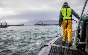 SALMON SALES HIT £1.6 BILLION AHEAD OF WORLD CUP SUMMER
