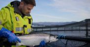 SCOTTISH SALMON SURVIVAL AT RECORD HIGH