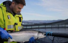 SCOTTISH SALMON SURVIVAL AT RECORD HIGH