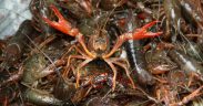 SEASONAL CLOSURE FOR CRAWFISH ANNOUNCED
