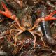 SEASONAL CLOSURE FOR CRAWFISH ANNOUNCED