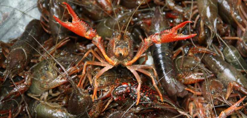 SEASONAL CLOSURE FOR CRAWFISH ANNOUNCED