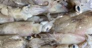 Squid Buyers Warn Chile and Peru Reforms Threaten Sustainability