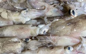 Squid Buyers Warn Chile and Peru Reforms Threaten Sustainability