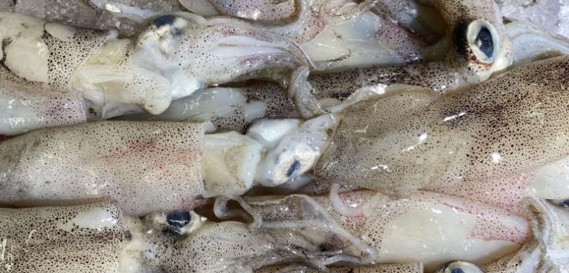 Squid Buyers Warn Chile and Peru Reforms Threaten Sustainability