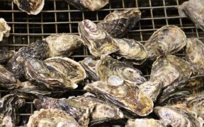 THE ‘SHELLFLESS’ WORK OF BIVALVES FOR UK WATER QUALITY