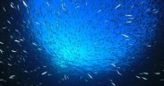 TOWARDS A BLUE FUTURE