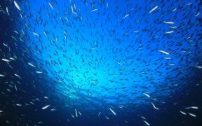 TOWARDS A BLUE FUTURE