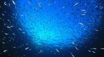 TOWARDS A BLUE FUTURE