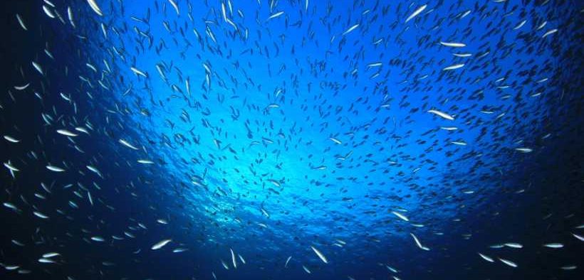 TOWARDS A BLUE FUTURE