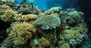 UN REPORT HIGHLIGHTS VITAL ROLE OF THE DEEP SEA