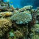 UN REPORT HIGHLIGHTS VITAL ROLE OF THE DEEP SEA