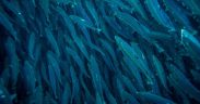 WELLFISH TECH AND ANDFJORD SALMON