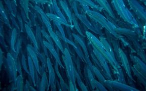 WELLFISH TECH AND ANDFJORD SALMON