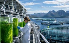 ALGAL PROTEIN FEED ADOPTION PROJECTED TO GROW STEADILY