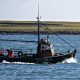 CARMICHAEL WELCOMES WORLD-FIRST ORKNEY CREEL FISHERY ACCREDITATION