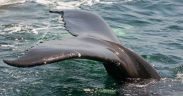 CLIENTEARTH URGES SPAIN TO TACKLE DOLPHIN AND WHALE BYCATCH