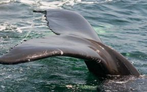 CLIENTEARTH URGES SPAIN TO TACKLE DOLPHIN AND WHALE BYCATCH