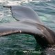 CLIENTEARTH URGES SPAIN TO TACKLE DOLPHIN AND WHALE BYCATCH