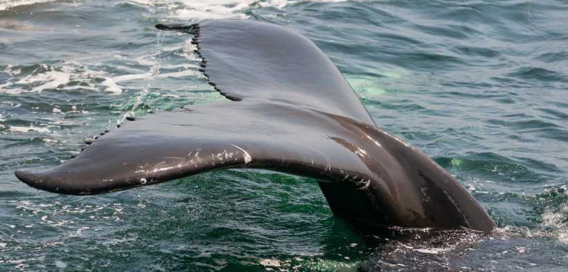 CLIENTEARTH URGES SPAIN TO TACKLE DOLPHIN AND WHALE BYCATCH