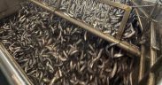 GOOD MARKS OF HERRING AS THE SCOTTISH FISHERY