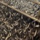 GOOD MARKS OF HERRING AS THE SCOTTISH FISHERY