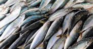 GUIDANCE ON PREVENTING HISTAMINE IN FISH