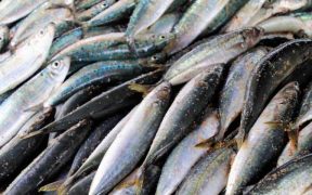 GUIDANCE ON PREVENTING HISTAMINE IN FISH