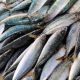 GUIDANCE ON PREVENTING HISTAMINE IN FISH
