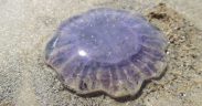 HUGE INFLUX OF STINGING JELLYFISH WASHES UP
