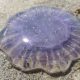 HUGE INFLUX OF STINGING JELLYFISH WASHES UP