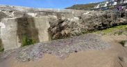 HUNDREDS OF JELLYFISH WASH ASHORE SOUTHWEST BEACHES