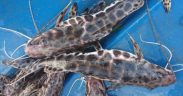 IMPORTANCE OF WATER CLARITY AND PROBIOTICS FOR SUSTAINABLE AQUACULTURE