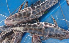 IMPORTANCE OF WATER CLARITY AND PROBIOTICS FOR SUSTAINABLE AQUACULTURE