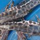 IMPORTANCE OF WATER CLARITY AND PROBIOTICS FOR SUSTAINABLE AQUACULTURE