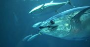 ISSF PUBLISHES FIRST GLOBAL TUNA LONGLINE FLEET ANALYSIS