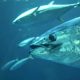 ISSF PUBLISHES FIRST GLOBAL TUNA LONGLINE FLEET ANALYSIS